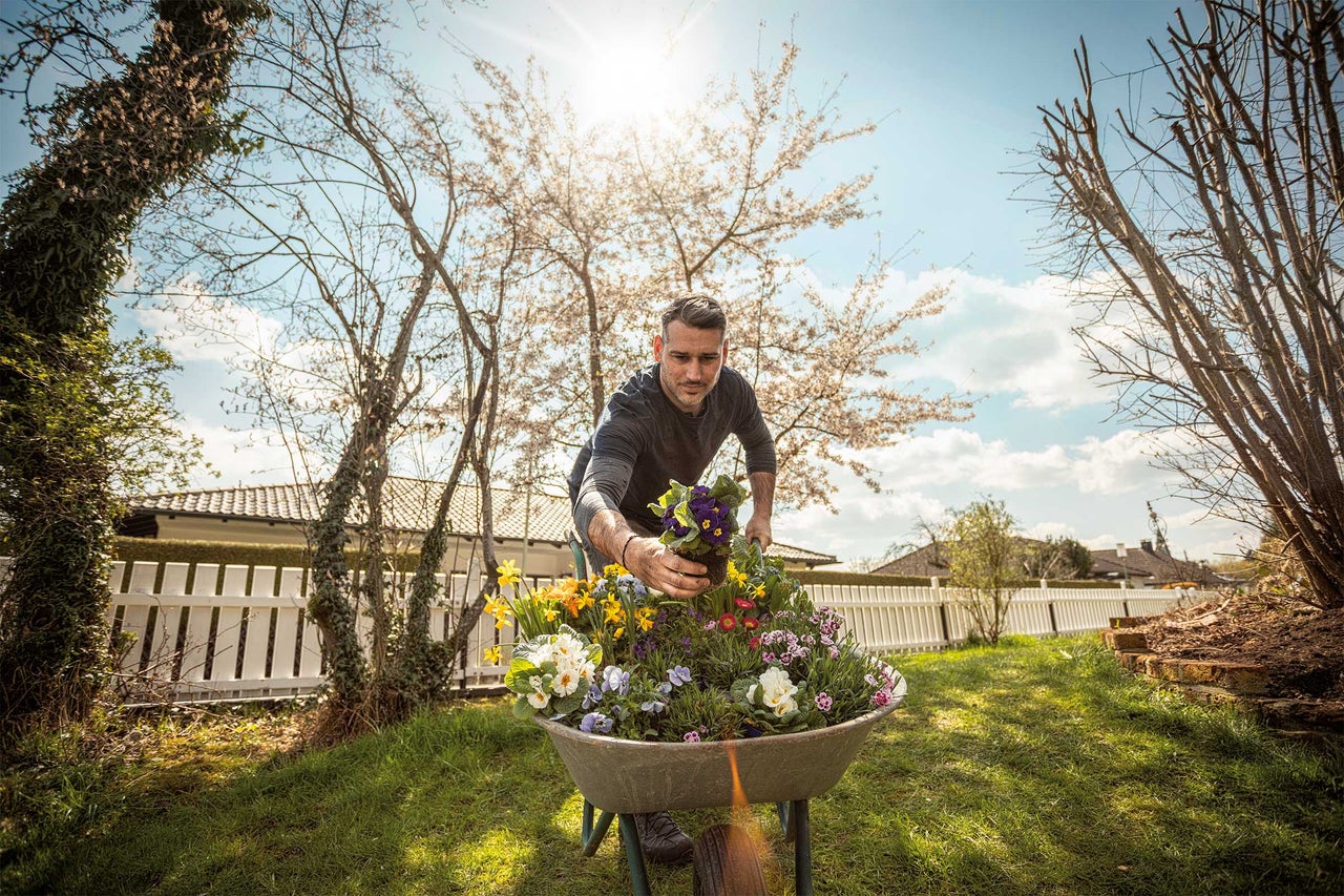 Man fyller en skottkärra med olika vårblommor i en trädgård.