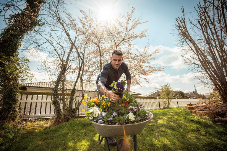 Man fyller en skottkärra med olika vårblommor i en trädgård.