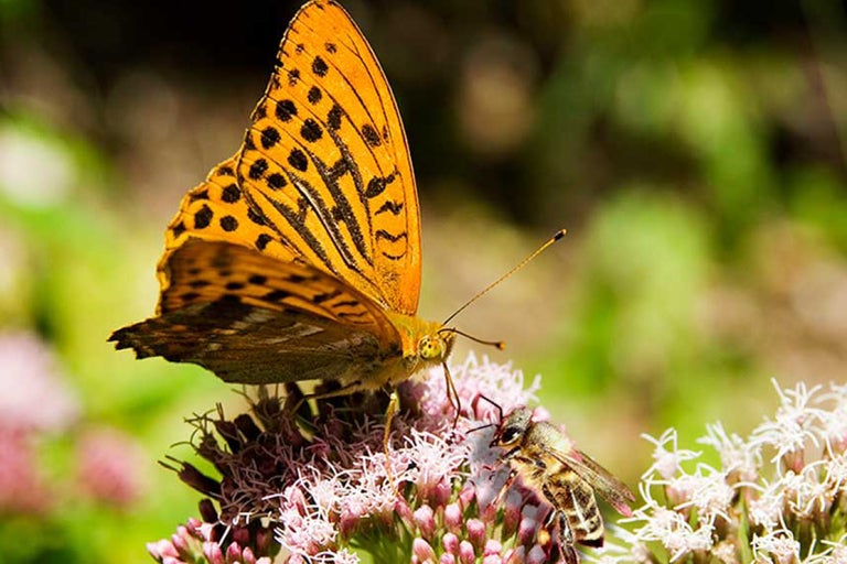 Fjäril och bi på en blomma