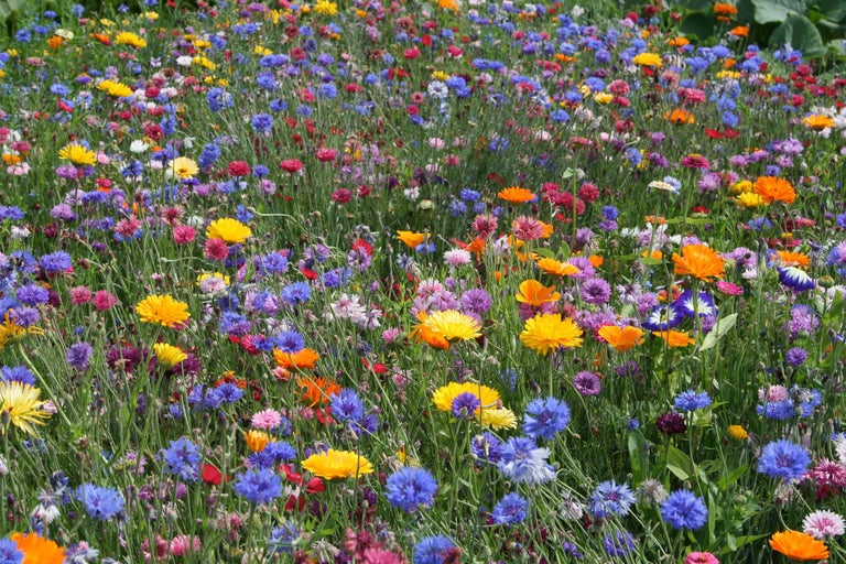 Blomsteräng med olika vilda blommor