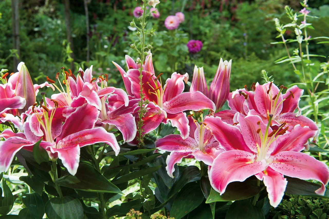 Närbild av en grupp rosa liljor i trädgården.