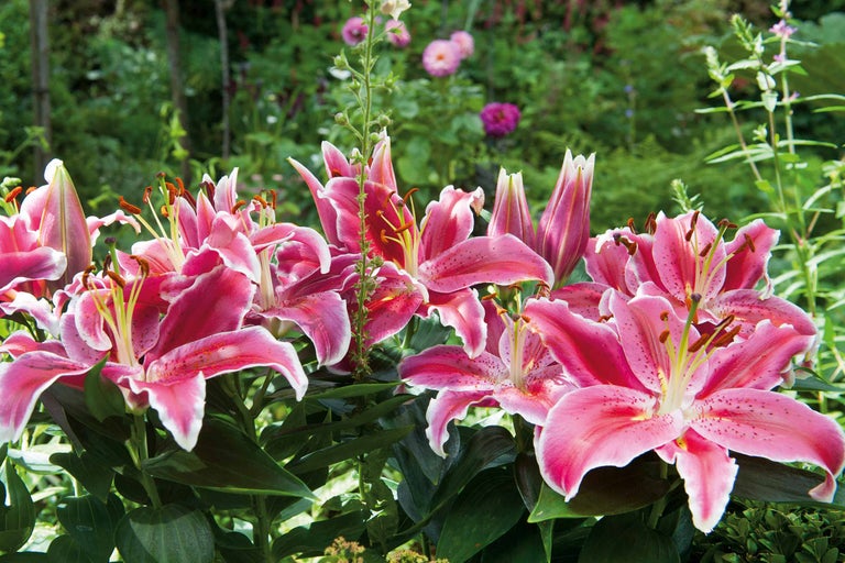 Närbild av en grupp rosa liljor i trädgården.