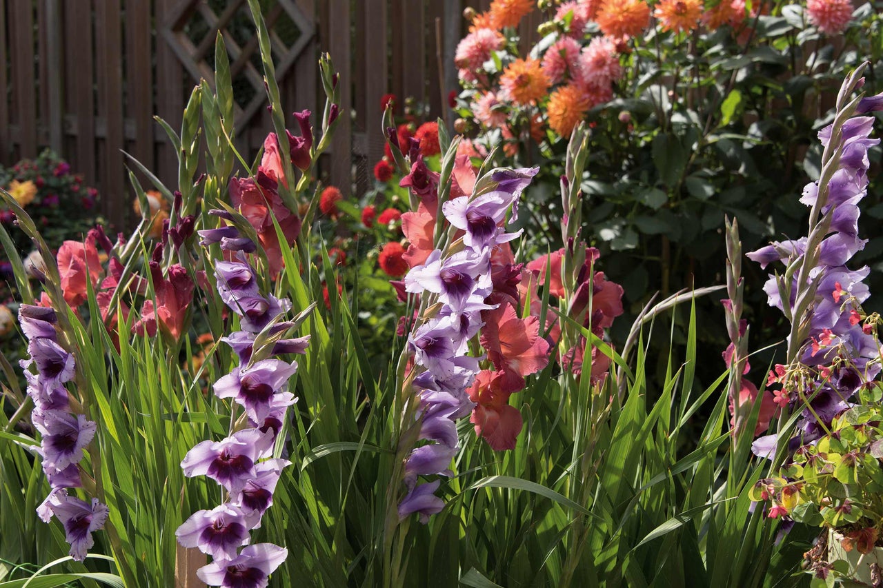 Blomsterrabatt med gladioler och dahlior framför trästaket
