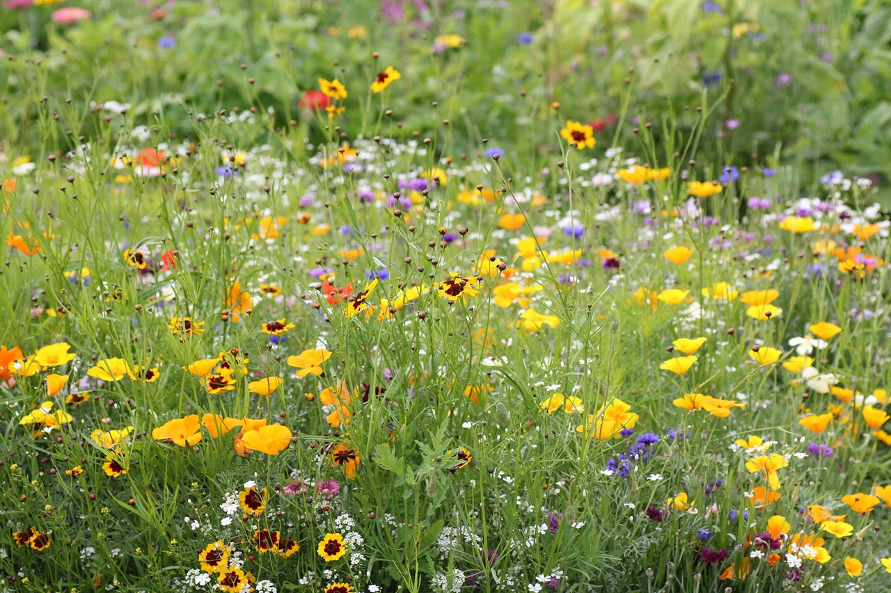 Blommande vildblomsteräng med olika blommor