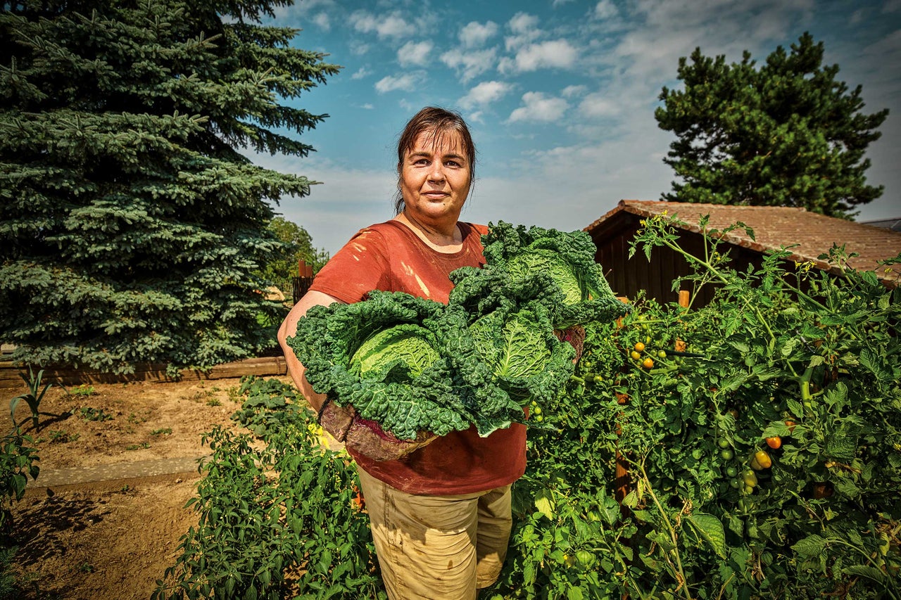 Kvinna håller färsk savoykål i grönsaksträdgården