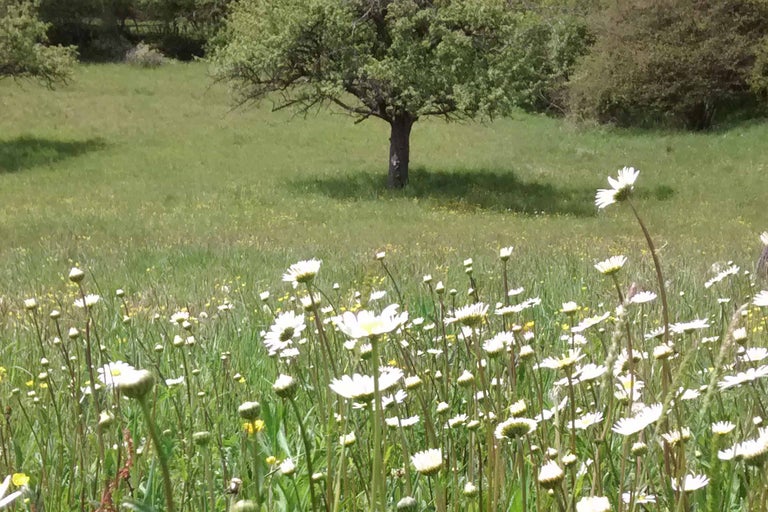 Fält med prästkragar och träd