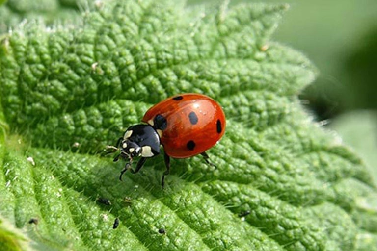 Nyckelpiga på ett blad