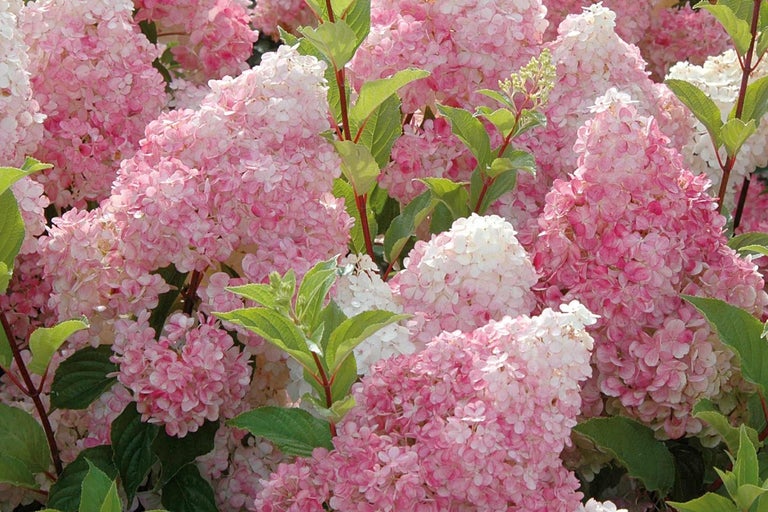 Närbild av en rosa syrenhortensia med gröna blad