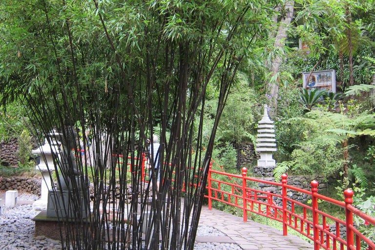 Japansk trädgård med bambu, röd bro och stenlyktor
