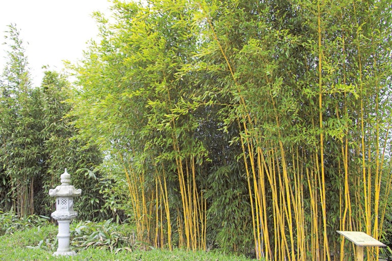 Bambugrupp i trädgården med dekorativ stenlykta
