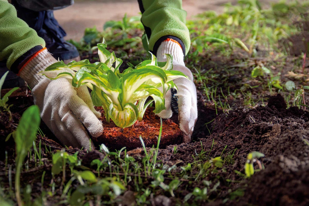 En person planterar en funkia i trädgården.