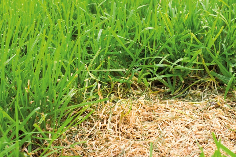 Skadad gräsmatta bredvid frisk gräsmatta