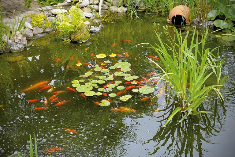 Damm med guldfiskar, näckrosor och strandvegetation