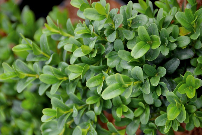 Buxbom med små blad