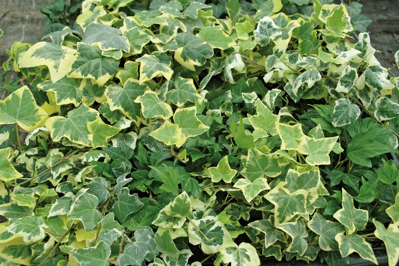 Murgröna växt med blad