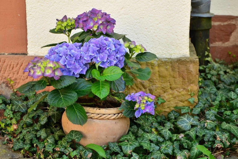 Hortensior i en terrakottakruka på murgröna