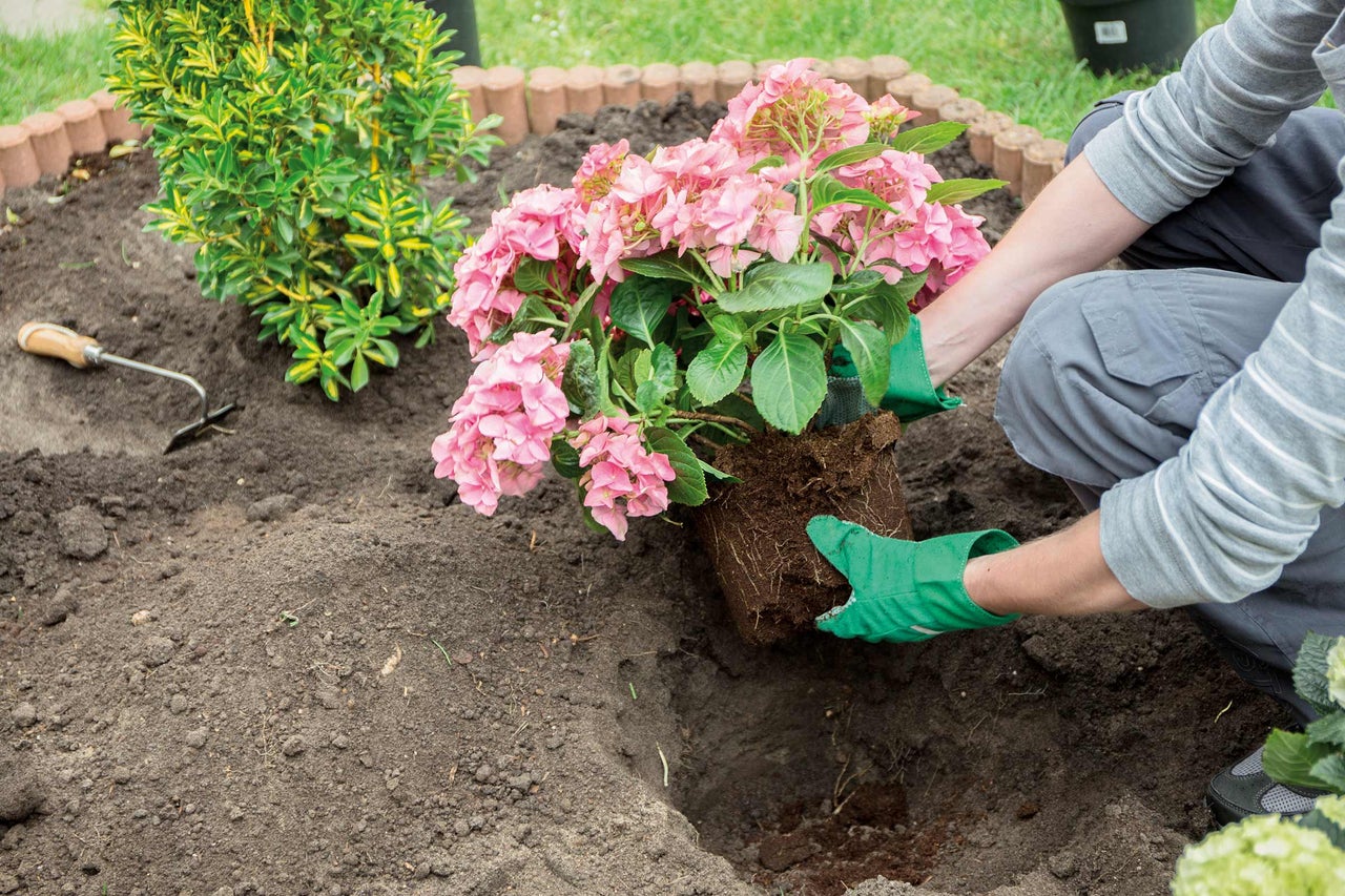 En person planterar en rosa hortensia i en trädgård.