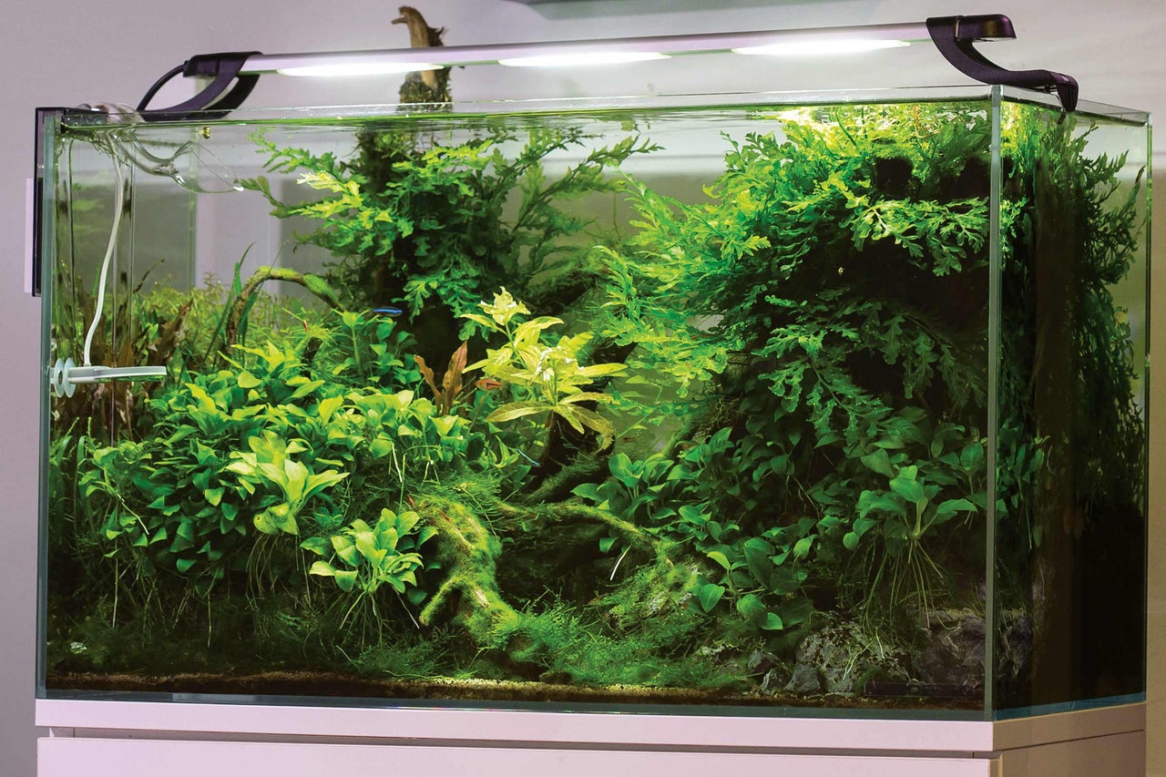 Inrett akvarium med växter och belysning