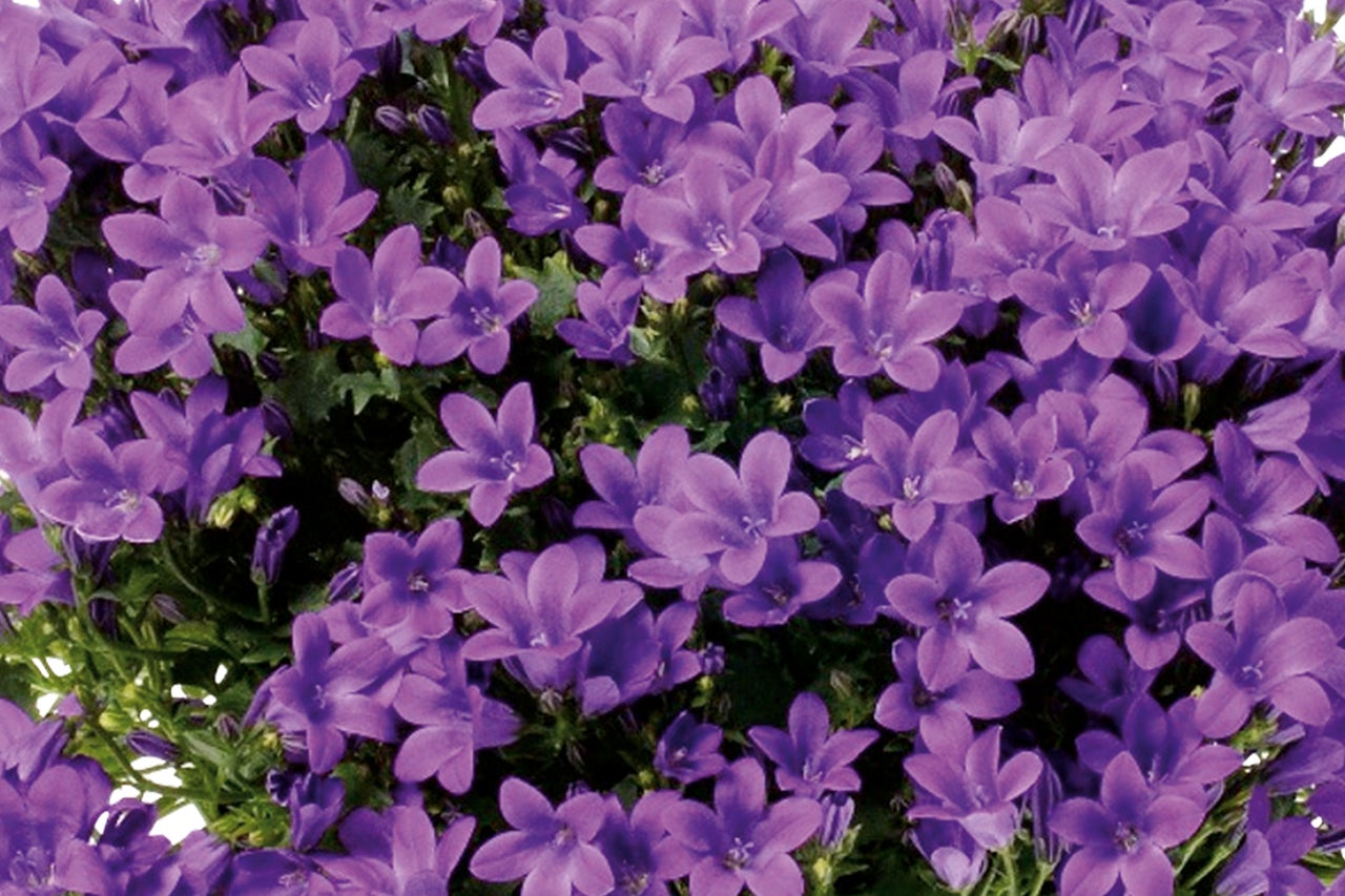 Närbild av klockblommor