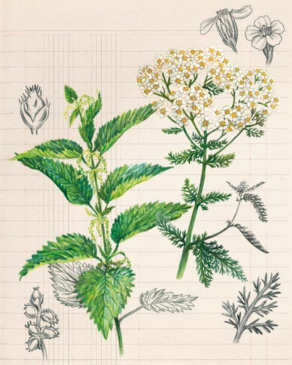 Illustration av brännässla och rölleka på millimeterpapper