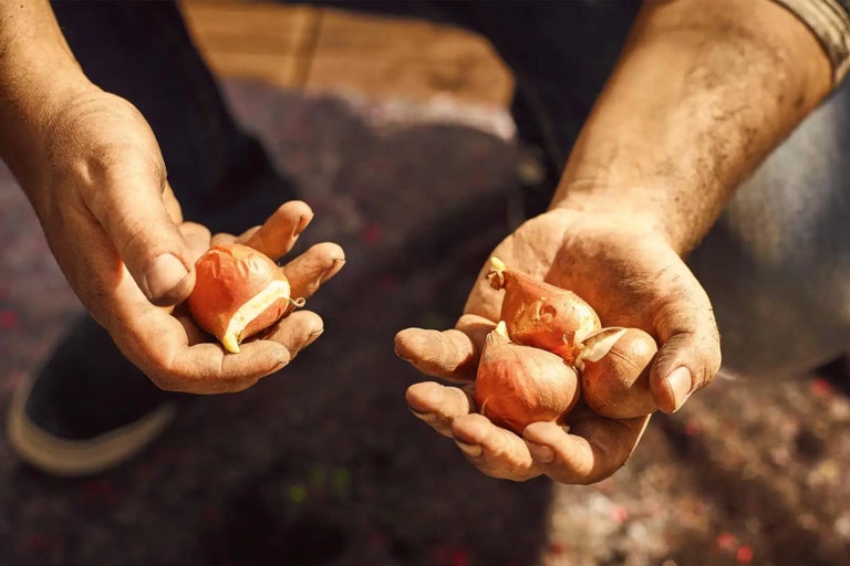 Två händer håller blomsterlökar
