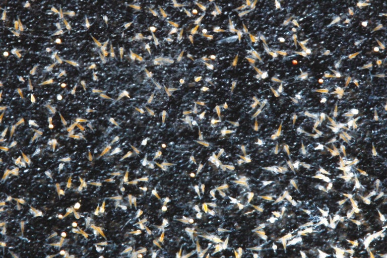 Närbild av fisklarver och rom