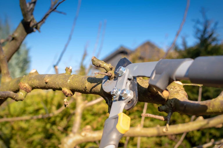 Grensåg klipper en trädgren