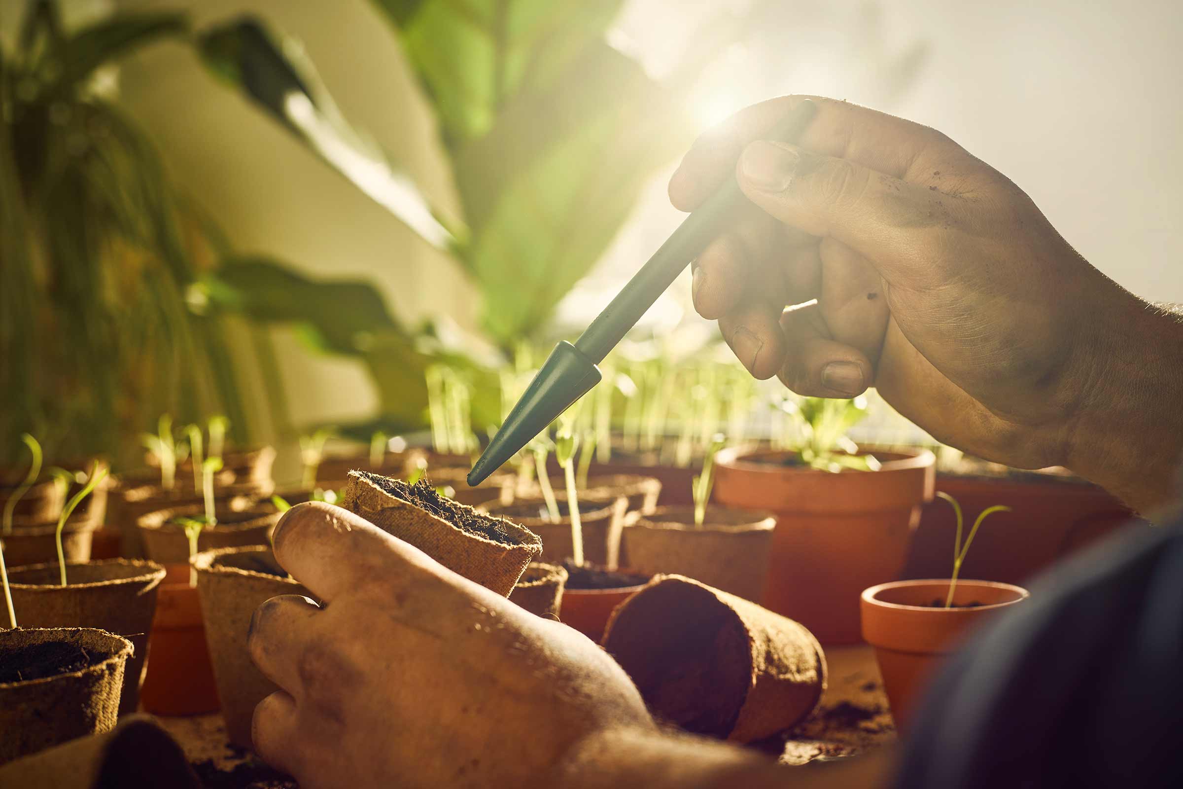 Trädgårdsmästare fuktar planta i en plantskola med en pipett, omgiven av andra plantskolor med unga växter.