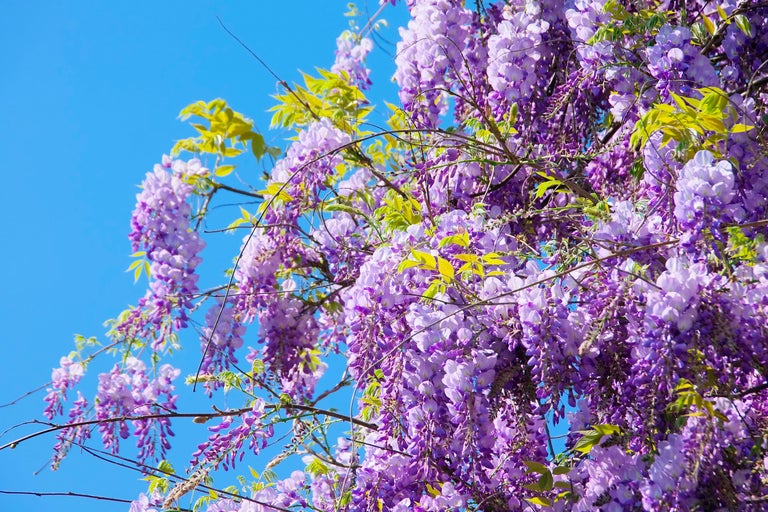 Blommande blåregn mot en blå himmel