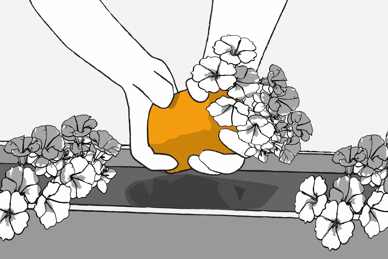 Illustration: händer planterar blommor i en blomlåda