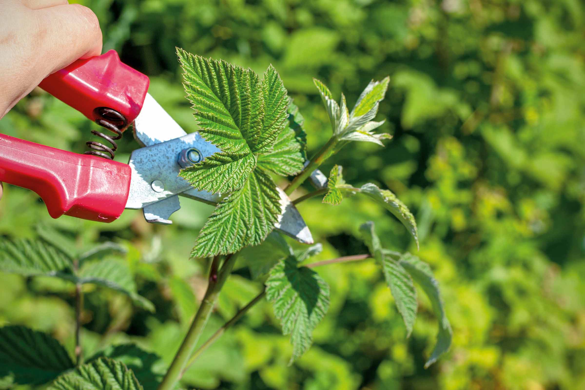 Trädgårdssax klipper ett skott med blad