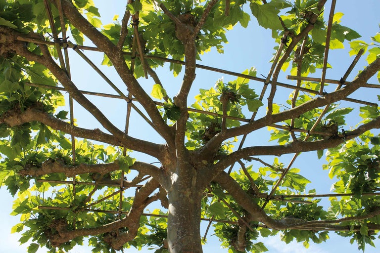 Vy över ett takplatan träd med blad och ramkonstruktion