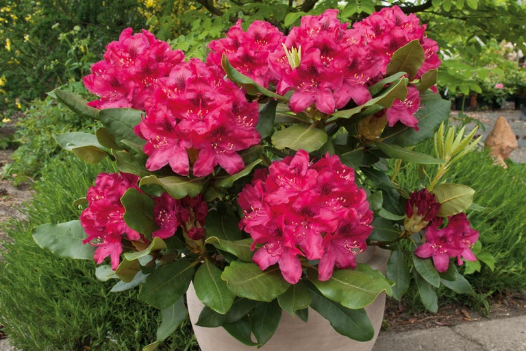 Rhododendron i kruka med rosa blommor