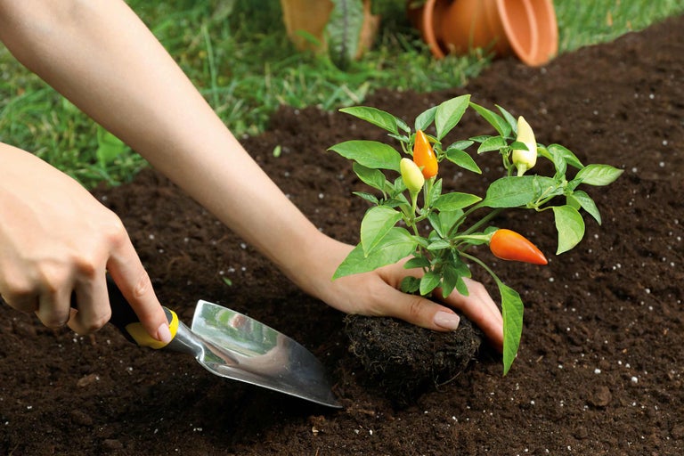 Plantering av en chiliplanta i jorden med en planteringsspade