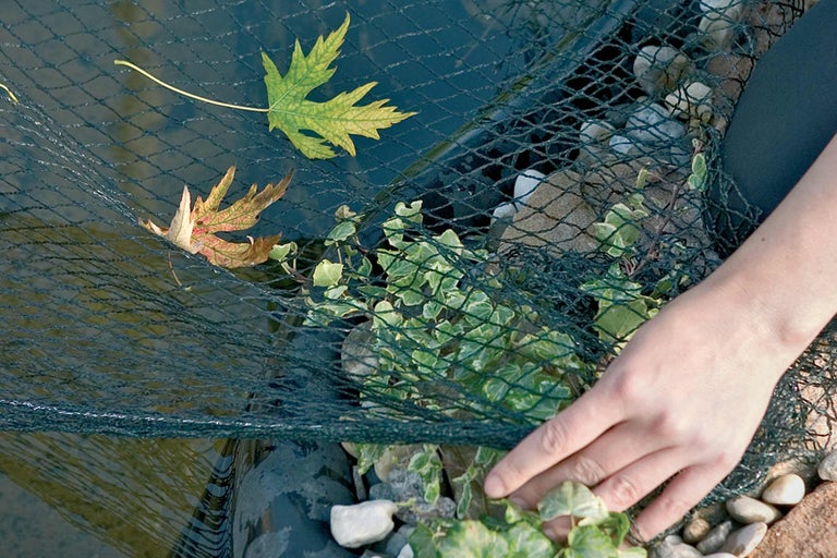 Dammnät över damm med löv och växter