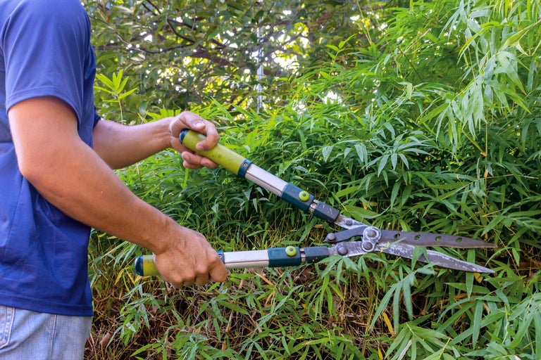 En person klipper buskar med en häcksax.