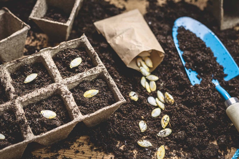 Plantering av pumpafrön i plantlådor med en liten spade.