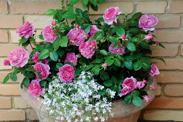 Ros i kruka med lila blommor och vita accentblommor framför en tegelvägg