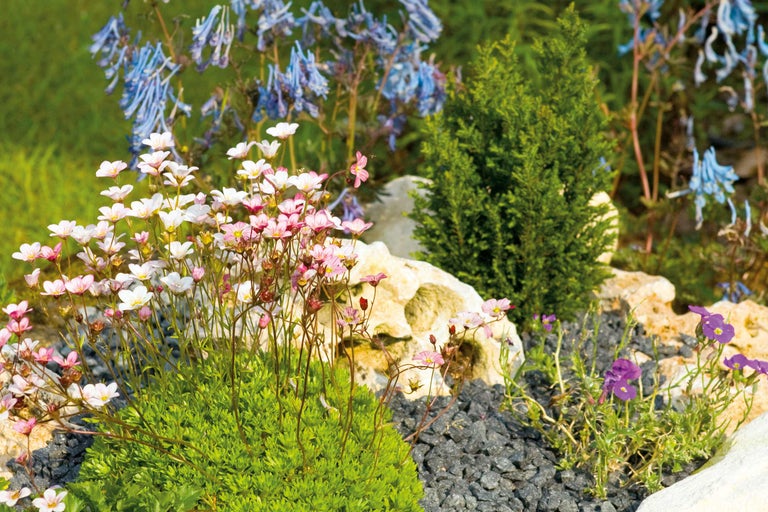 Trädgårdslandskap med stenar, växter och blommor