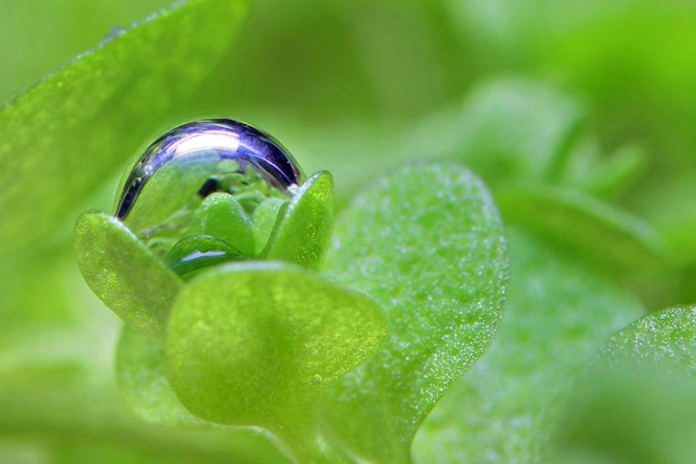 Närbild av en vattendroppe på en grön växt