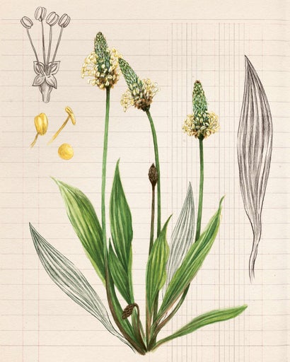 Illustration av smalbladiga groblad med blad och blomställning