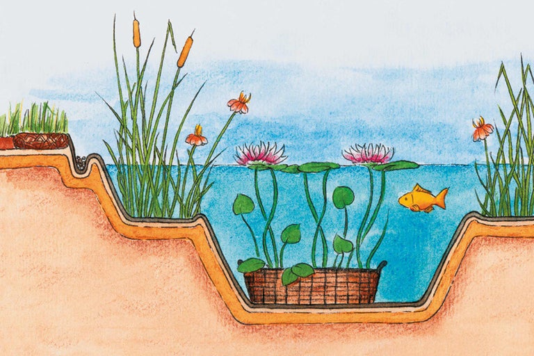 Illustration av ett dammsnitt med vattenväxter, näckrosor och en fisk