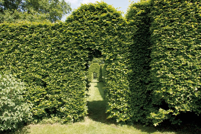 Formklippt häck med passage i trädgården