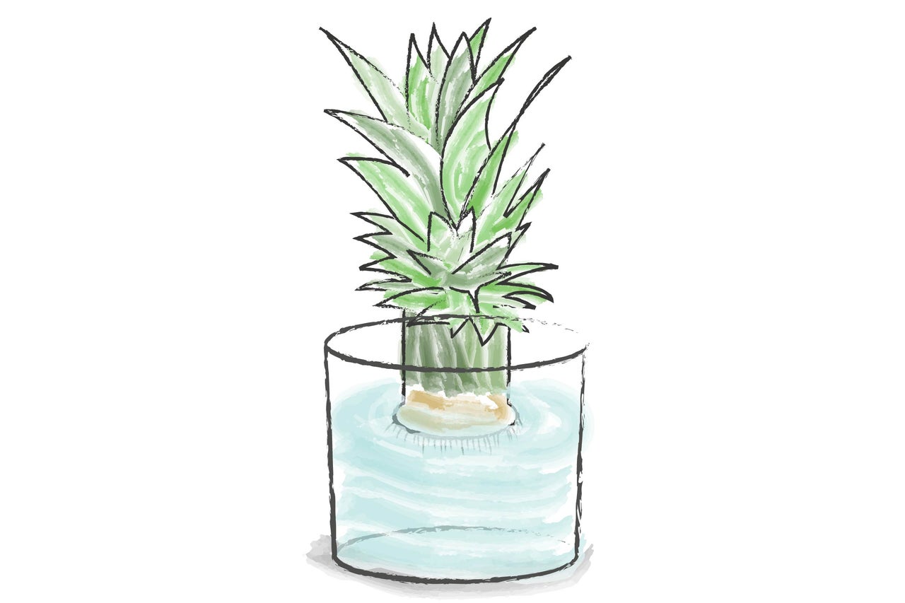 Ananasplanta i glas med vatten