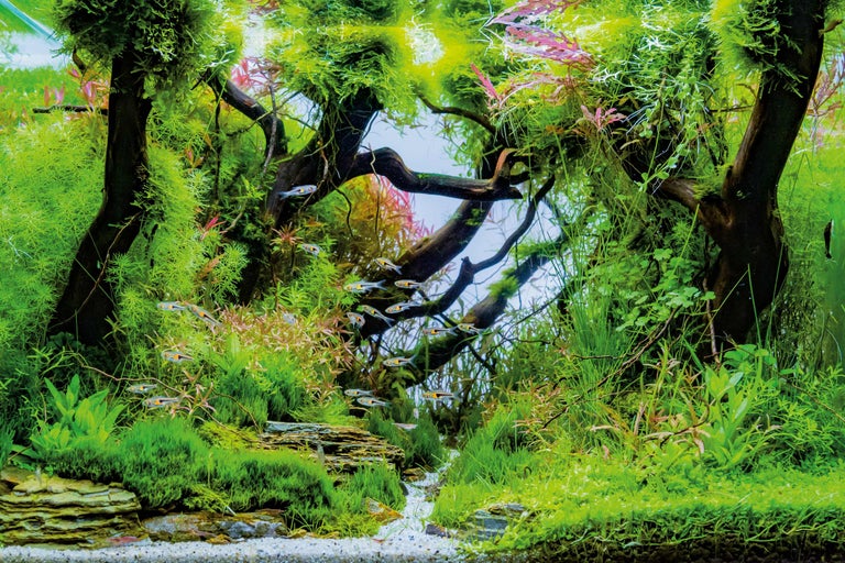 Detaljbild av ett akvarium med växter, stenar och små fiskar