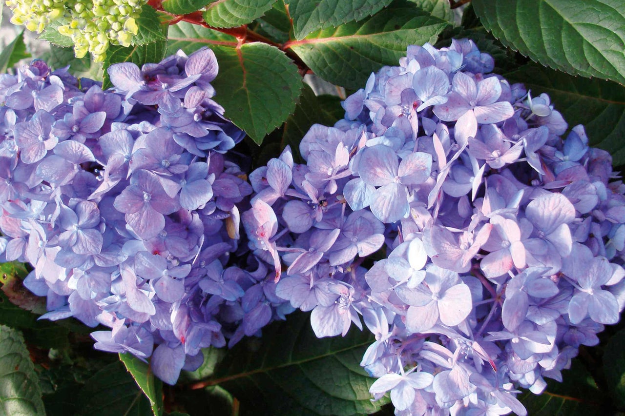 Närbild av lila hortensiablommor med gröna blad