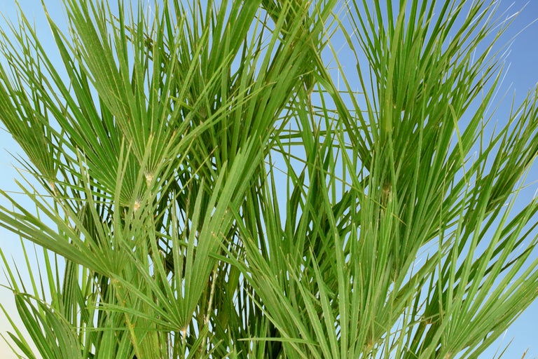 Närbild av en medelhavsdvärgpalm