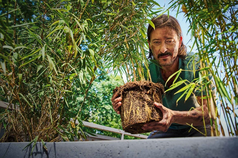Plantera och ta hand om bambu
