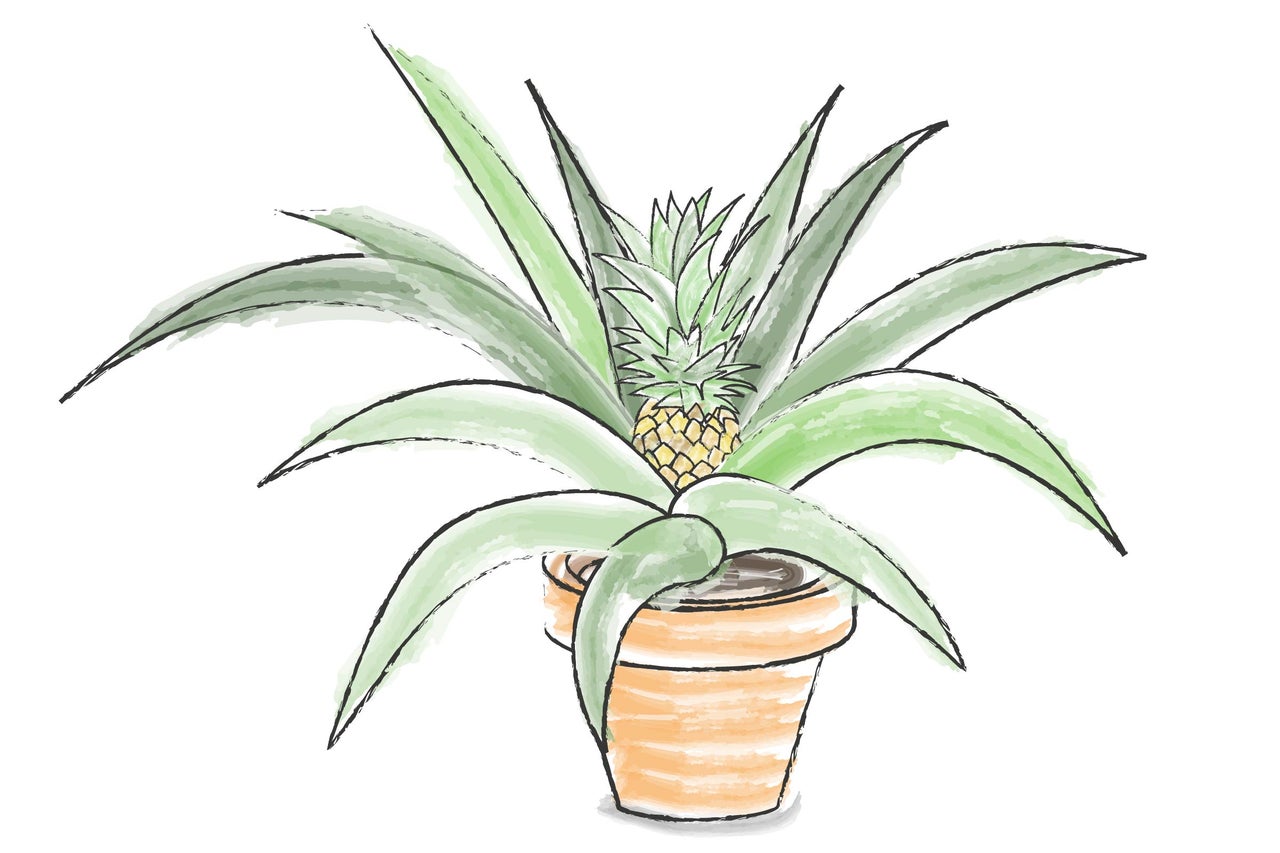 Ananas krukväxt i kruka