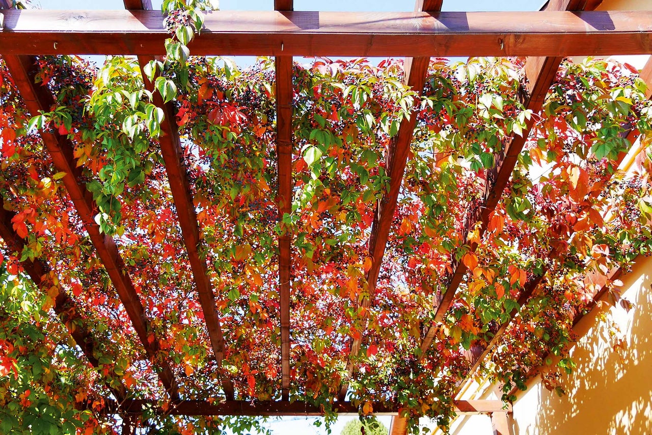 Träpergola med vinrankor som solskydd